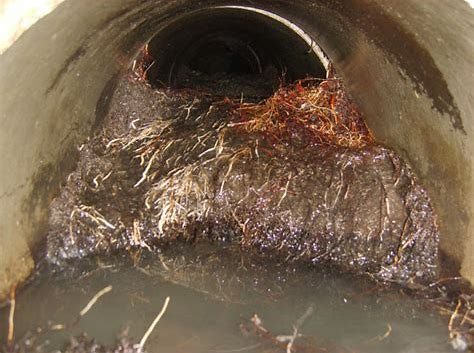 Tree roots growing inside a sewer line seen on camera during a scope inspection